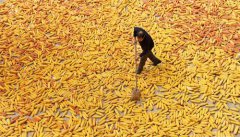 <b>金秋农事忙</b>