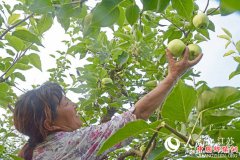 盐城大丰恒北村：丰收时节采酥梨 千树万树压枝低
