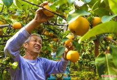 <b>河北枣强：秋月梨香飘脱贫路</b>