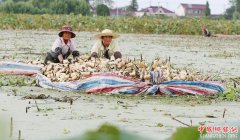 <b>江苏海安：千亩浅水藕喜获丰收</b>