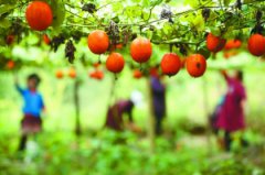 丹寨县吊瓜 金秋采收忙