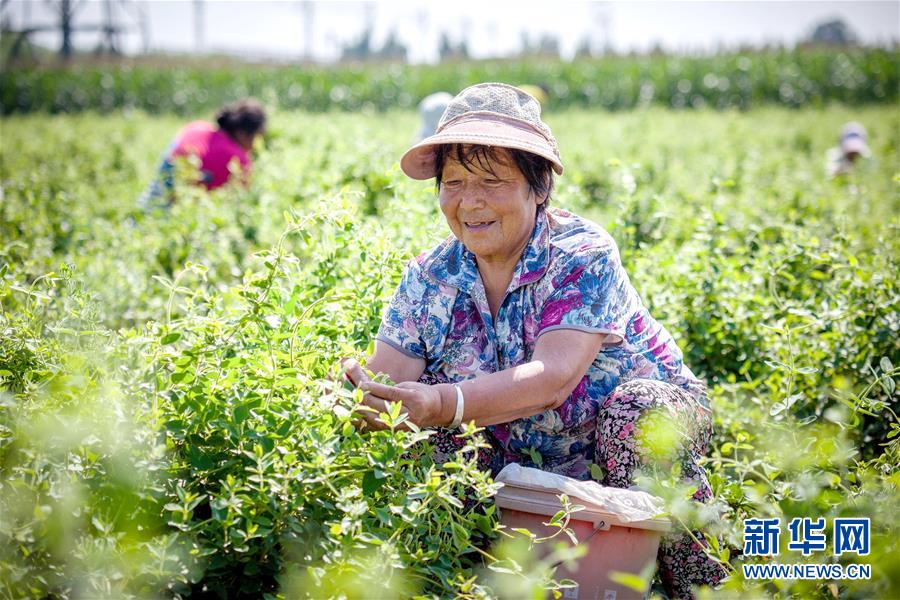 （经济）（1）特色订单农业助农增收