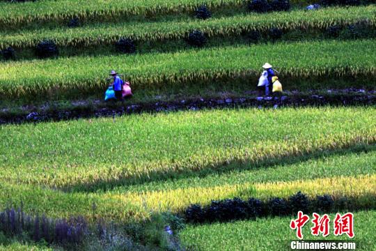 闽西客家乡村金秋梯田美景如画引游人