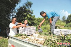 拥有两大“国字号”称号 牛滩生姜“牛”气十足