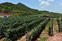 <b>四川五方面发力 打赢农业产业扶贫三年攻坚战</b>