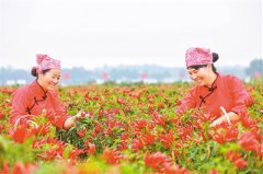 辣椒香 农民富