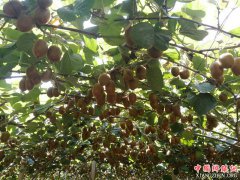 <b>贫困户郭铁栓的“逆袭”</b>