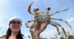 <b>苏州：阳澄湖大闸蟹试捕</b>
