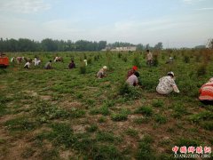 安徽谯城区龙扬镇大周村：“党建+”助推脱贫攻坚