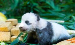 <b>广州：熊猫宝宝“隆仔”与游客见面</b>