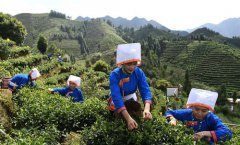 <b>秋茶飘香大瑶山</b>