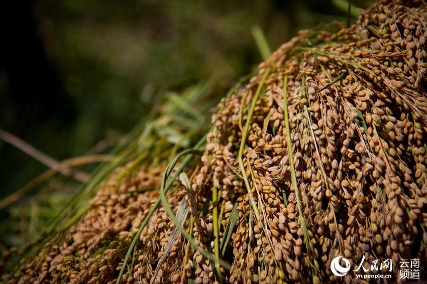 八宝米 人民网 薛丹 摄