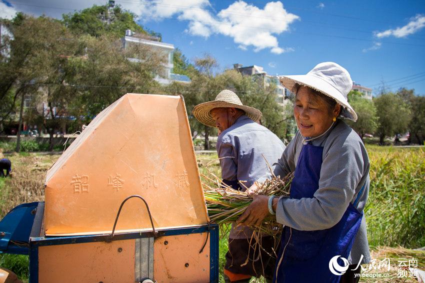机械化打谷 人民网 薛丹 摄