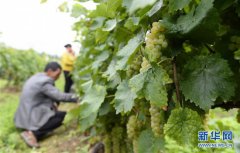 云南维西：冰葡萄种植助力脱贫