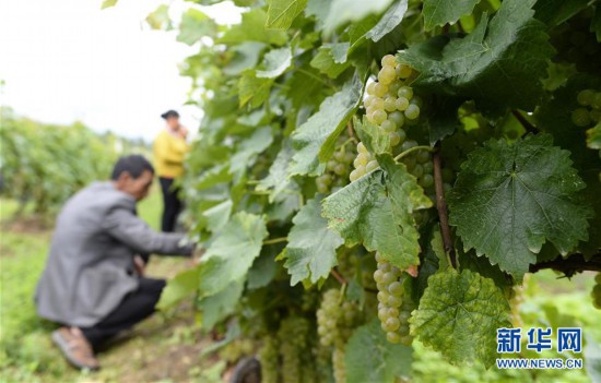 （经济）（1）云南维西：冰葡萄种植助力脱贫