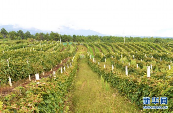 （经济）（2）云南维西：冰葡萄种植助力脱贫