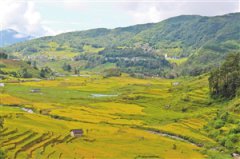 云南金平：梯田稻香
