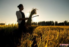 <b>吉林两位返乡女大学生的“稻梦空间”</b>