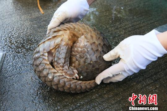 图为海关缉私部门查获的活体穿山甲 王淑艳 摄