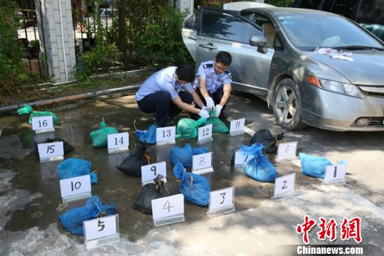 图为海关缉私部门查获的涉嫌走私入境的16只活体穿山甲 王淑艳 摄