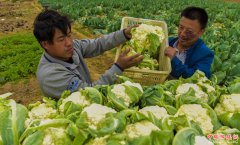 <b>河北故城：菜花种植 助力脱贫</b>