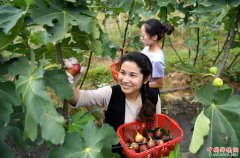 <b>安徽：特色种植富农家</b>