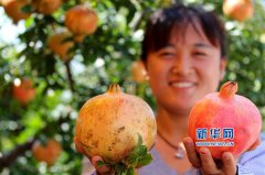 山东：石榴丰收迎佳节