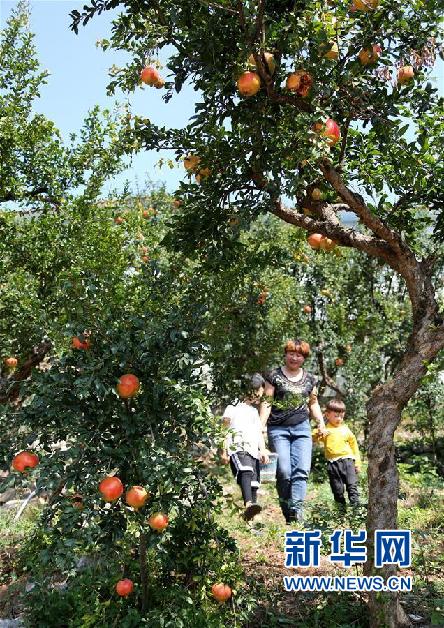 #(新华视界)(4)石榴丰收迎佳节