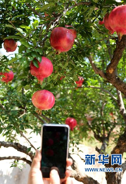#(新华视界)(3)石榴丰收迎佳节