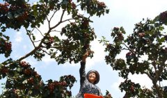 <b>小山楂映红脱贫增收路</b>