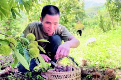 板栗喜获丰收种植户户均增收1.2万元