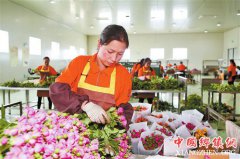 新品云花受市场青睐