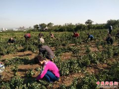 陕西：杏林镇金银花产业园干群下地忙育苗