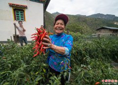 <b>云南泽通村：朝天椒喜获丰收</b>