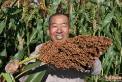 <b>陕北高粱红满坡</b>