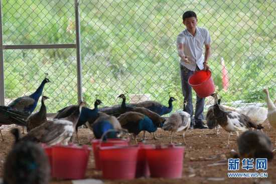（经济）（2）江西宜春：“孔雀经济”助力产业扶贫