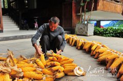 酉阳：“十一”黄金周龚滩古镇邀你“晒秋”