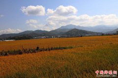 <b>重庆巫山庙宇镇水稻丰收农民乐</b>