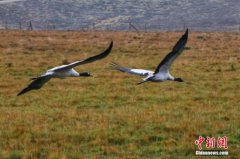 <b>天津打击非法猎鸟 刑拘4人取缔非法鸟类经营户9个</b>