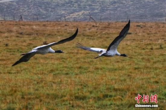 天津打击非法猎鸟 刑拘4人取缔非法鸟类经营户9个