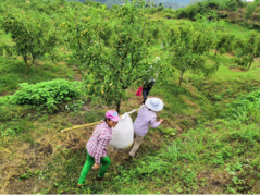 安徽贵池：拓产业扶贫致富路 让脱贫步伐更坚实