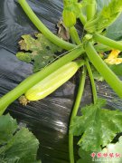 <b>陕西莲花寺镇白家河村：扶贫产业园辣椒、西葫芦上市啦</b>