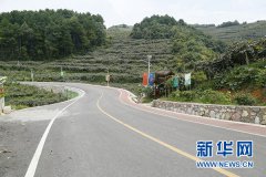 修文猕猴桃是如何长成的？——走进猕猴桃种植园