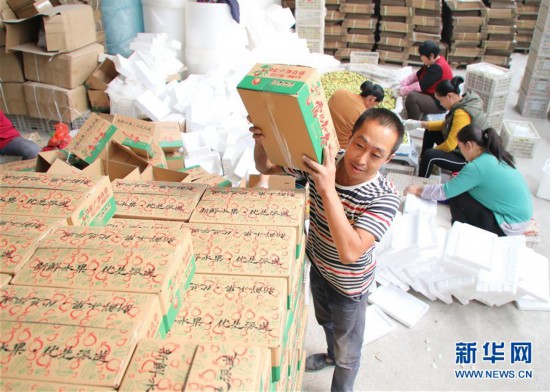 #(经济)(4)山东沾化:金秋十月 冬枣飘香