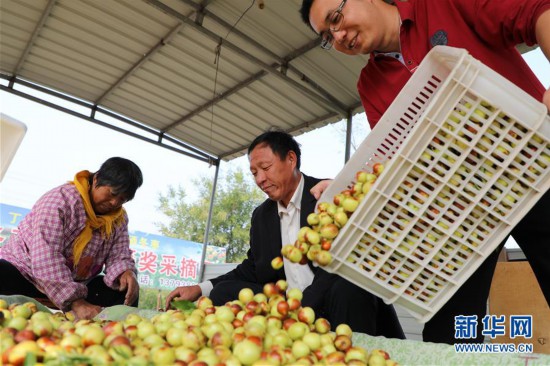 #（经济）（2）山东沾化：金秋十月 冬枣飘香
