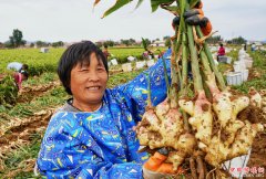 <b>生姜标准化种植丰产增收</b>