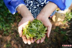 江西崇义：高山有机茶助力精准扶贫
