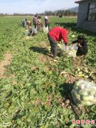 陕西莲花寺镇：扶贫产业结硕果  天道酬勤笑开颜