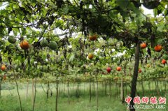 向木胜：发展特色种植 做好致富带头人