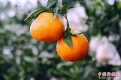 <b>眉山重奖“柑橘大户”最高奖补150万元</b>